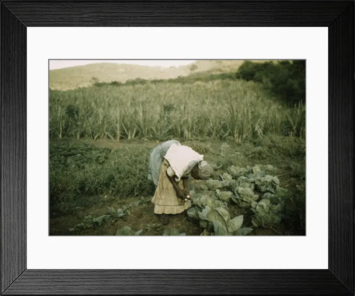 Framed Print : FSA borrower? in her garden, Puerto Rico, 1942 or 1941. Creator: Jack Delano Framed Print : FSA borrower? in her garden, Puerto Rico, 1942 or 1941. Creator: Jack Delano