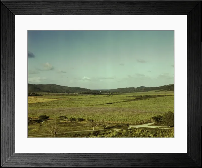 Framed Print : Sugar cane land, Yabucoa Valley? Puerto Rico, 1941. Creator: Jack Delano Framed Print : Sugar cane land, Yabucoa Valley? Puerto Rico, 1941. Creator: Jack Delano
