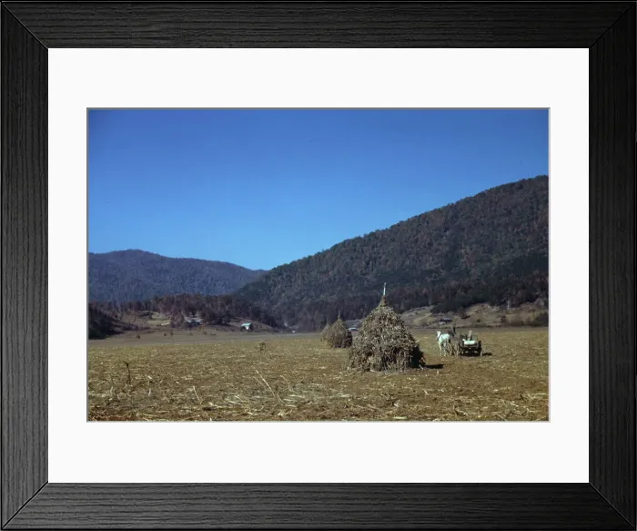 Framed Print : Cornshocks in mountain farm along the Skyline Drive in Virginia, ca. 1940. Creator: Jack Delano Framed Print : Cornshocks in mountain farm along the Skyline Drive in Virginia, ca. 1940. Creator: Jack Delano