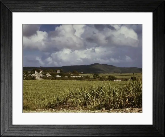 Framed Print : The Virgin Islands, sugar cane country, 1941. Creator: Jack Delano Framed Print : The Virgin Islands, sugar cane country, 1941. Creator: Jack Delano