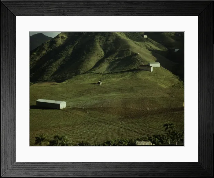 Framed Print : Cultivating tobacco at the Puerto Rico Reconstruction Administration... Puerto Rico, 1941. Creator: Jack Delano Framed Print : Cultivating tobacco at the Puerto Rico Reconstruction Administration... Puerto Rico, 1941. Creator: Jack Delano