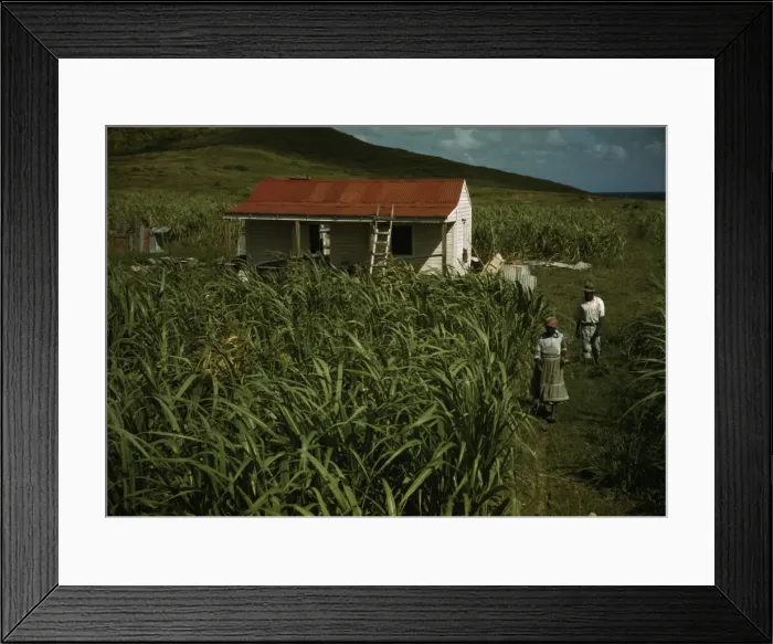 Framed Print : FSA - Tenant Purchase borrower? in their garden, by their house, Puerto Rico, 1941 or 1942. Creator: Jack Delano Framed Print : FSA - Tenant Purchase borrower? in their garden, by their house, Puerto Rico, 1941 or 1942. Creator: Jack Delano