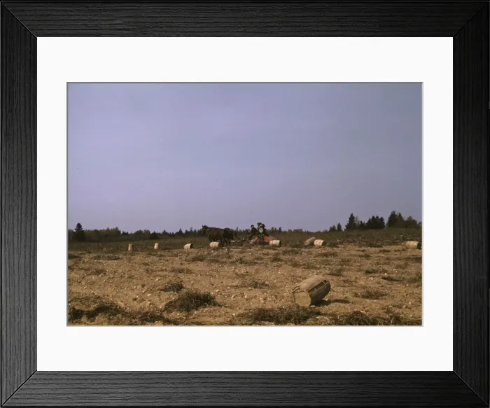 Framed Print : A horse-drawn digger in operation on a (potato) farm run by... Caribou, Aroostook county, Maine, 1940 Creator: Jack Delano Framed Print : A horse-drawn digger in operation on a (potato) farm run by... Caribou, Aroostook county, Maine, 1940 Creator: Jack Delano