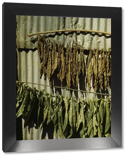 Tobacco string in the tobacco barn? vicinity of Barranquitas? Puerto Rico, 1942. Creator: Jack Delano