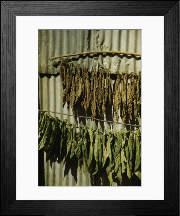 Framed Print : Tobacco string in the tobacco barn? vicinity of Barranquitas? Puerto Rico, 1942. Creator: Jack Delano Framed Print : Tobacco string in the tobacco barn? vicinity of Barranquitas? Puerto Rico, 1942. Creator: Jack Delano