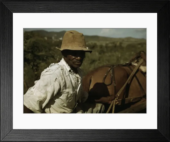 Framed Print : FSA - Tenant Purchase borrower? by his field, Puerto Rico, 1941 or 1942. Creator: Jack Delano Framed Print : FSA - Tenant Purchase borrower? by his field, Puerto Rico, 1941 or 1942. Creator: Jack Delano