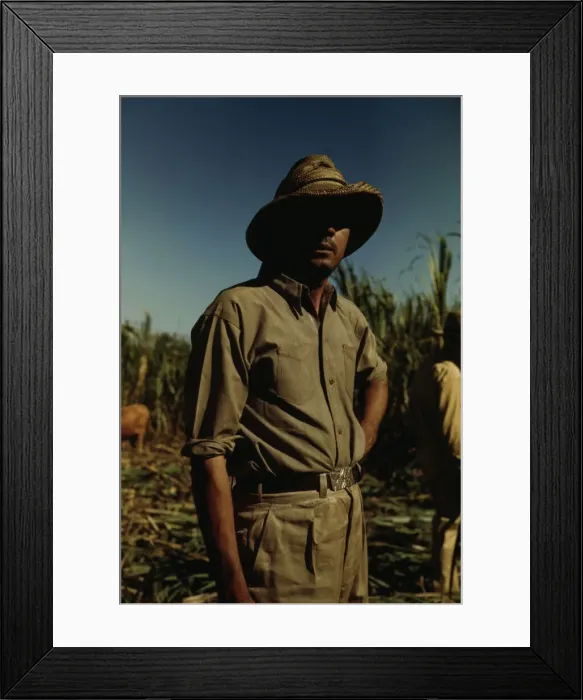 Framed Print : Man in a sugar cane field during harvest, Puerto Rico, 1942. Creator: Jack Delano Framed Print : Man in a sugar cane field during harvest, Puerto Rico, 1942. Creator: Jack Delano