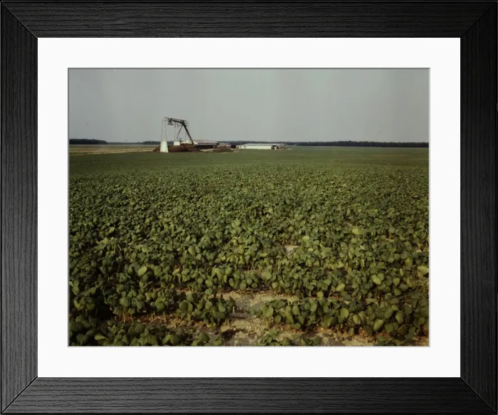 Framed Print : Bean field and canning factory, Seabrook Farm, Bridgeton, N. J. 1942. Creator: John Collier Framed Print : Bean field and canning factory, Seabrook Farm, Bridgeton, N. J. 1942. Creator: John Collier