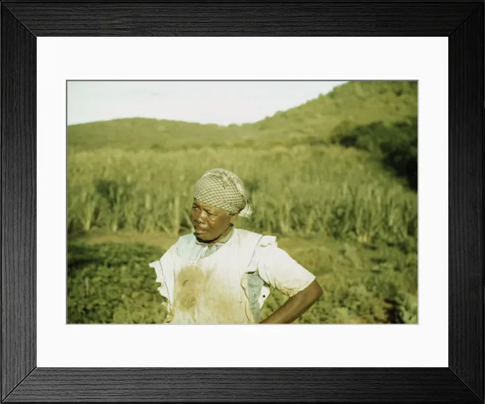 Framed Print : FSA - Tenant Purchase borrower? in her garden, Puerto Rico, 1941 or 1942. Creator: Jack Delano Framed Print : FSA - Tenant Purchase borrower? in her garden, Puerto Rico, 1941 or 1942. Creator: Jack Delano