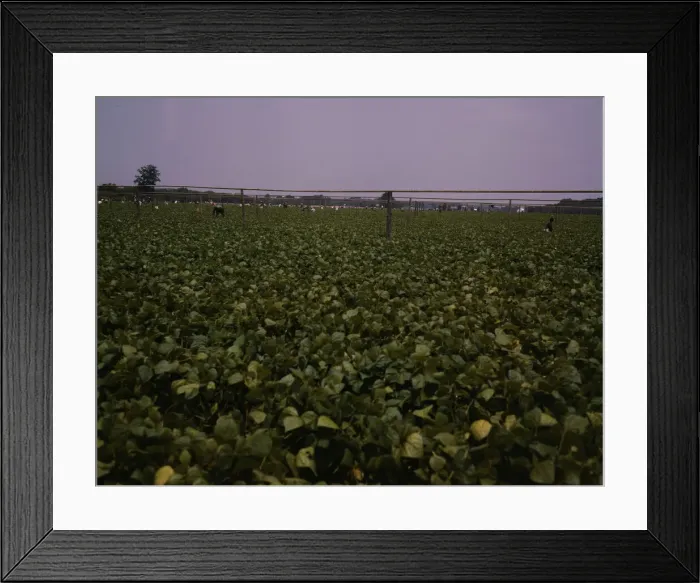Framed Print : Day laborers picking string beans among the poles... Seabrook Farms, Bridgeton, N.J. 1942. Creator: John Collier Framed Print : Day laborers picking string beans among the poles... Seabrook Farms, Bridgeton, N.J. 1942. Creator: John Collier