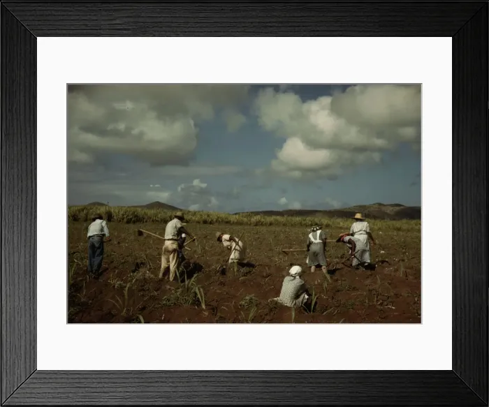 Framed Print : Cultivating sugar cane on the Virgin Islands Company land, vicinity of Bethlehem, Saint Croix, 1941. Creator: Jack Delano Framed Print : Cultivating sugar cane on the Virgin Islands Company land, vicinity of Bethlehem, Saint Croix, 1941. Creator: Jack Delano