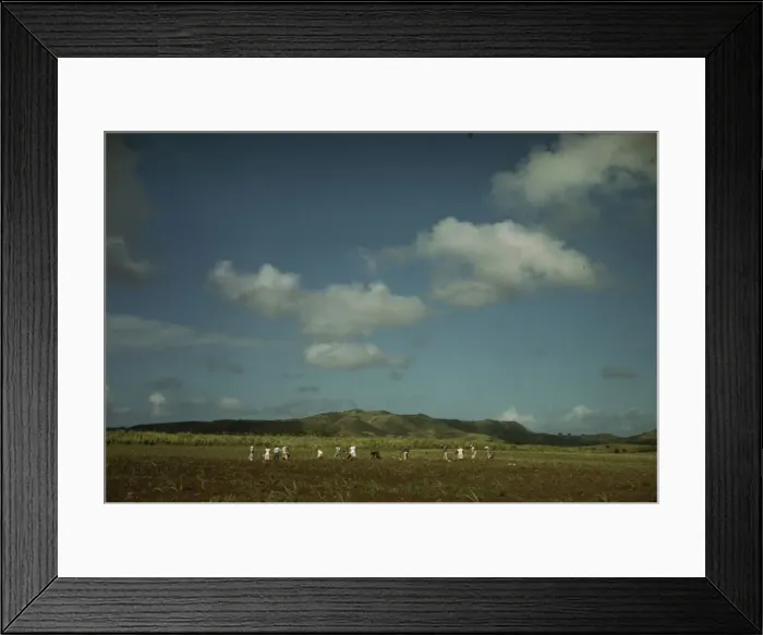 Framed Print : Cultivating sugar cane on the Virgin Islands Company land, vicinity of Bethlehem, St. Croix, 1941. Creator: Jack Delano Framed Print : Cultivating sugar cane on the Virgin Islands Company land, vicinity of Bethlehem, St. Croix, 1941. Creator: Jack Delano