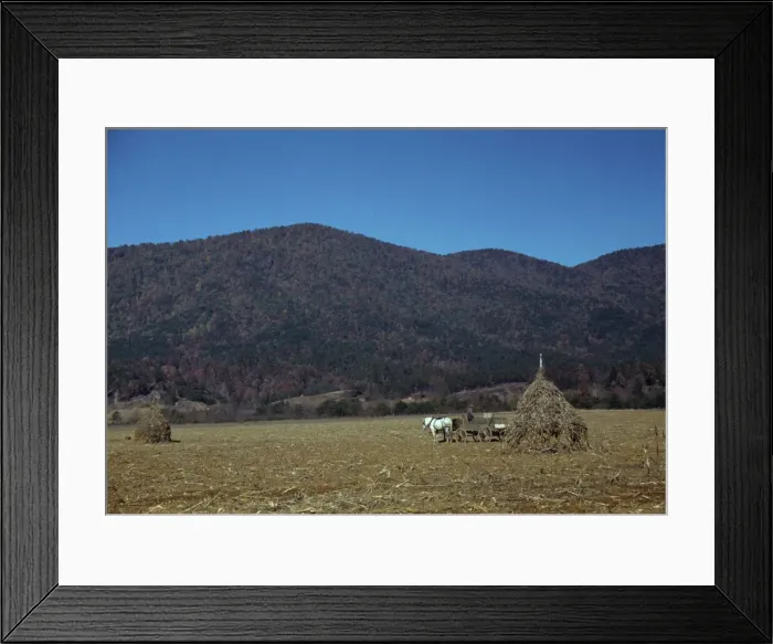 Framed Print : Cornshocks in mountain farm along the Skyline Drive in Virginia, ca. 1940. Creator: Jack Delano Framed Print : Cornshocks in mountain farm along the Skyline Drive in Virginia, ca. 1940. Creator: Jack Delano
