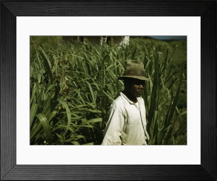 Framed Print : FSA borrower? in a sugar-cane field, Puerto Rico, 1941 or 1942. Creator: Jack Delano Framed Print : FSA borrower? in a sugar-cane field, Puerto Rico, 1941 or 1942. Creator: Jack Delano