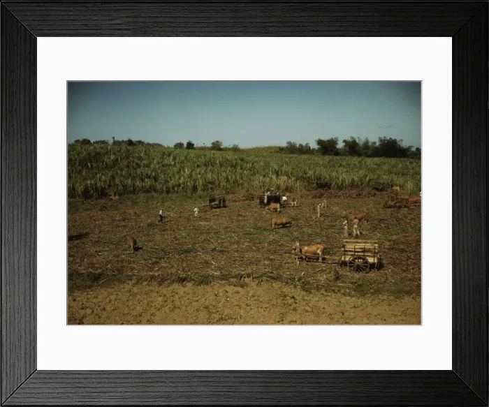 Framed Print : Harvesting sugar cane in a burned field, vicinity of Guanica, Puerto Rico. 1942. Creator: Jack Delano Framed Print : Harvesting sugar cane in a burned field, vicinity of Guanica, Puerto Rico. 1942. Creator: Jack Delano