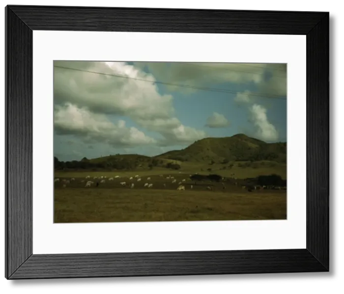 Framed Print : A cattle farm, vicinity of Christiansted, St. Croix, Virgin Islands, 1941. Creator: Jack Delano Framed Print : A cattle farm, vicinity of Christiansted, St. Croix, Virgin Islands, 1941. Creator: Jack Delano