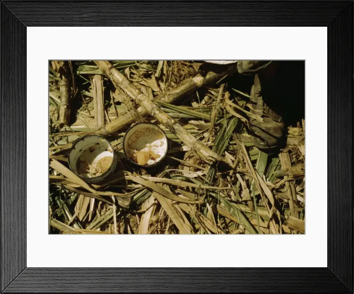 Framed Print : Rice and papaya in the lunch of a sugar worker on a plantation... Guanica, Puerto Rico, 1942. Creator: Jack Delano Framed Print : Rice and papaya in the lunch of a sugar worker on a plantation... Guanica, Puerto Rico, 1942. Creator: Jack Delano