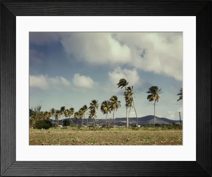 Framed Print : Palm trees along the road, vicinity of Christiansted, Saint Croix, Virgin Islands, 1941. Creator: Jack Delano Framed Print : Palm trees along the road, vicinity of Christiansted, Saint Croix, Virgin Islands, 1941. Creator: Jack Delano