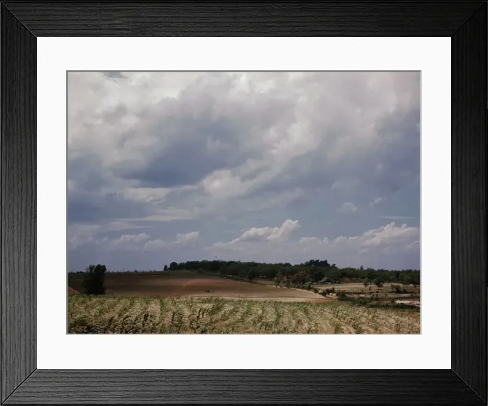 Framed Print : Corn field, Ga. ?, 1941. Creator: Jack Delano Framed Print : Corn field, Ga. ?, 1941. Creator: Jack Delano