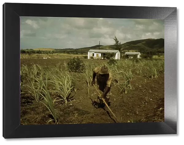FSA borrower cultivating his sugar cane field, vicinity of Frederiksted, St. Croix, V. I. 1941. Creator: Jack Delano