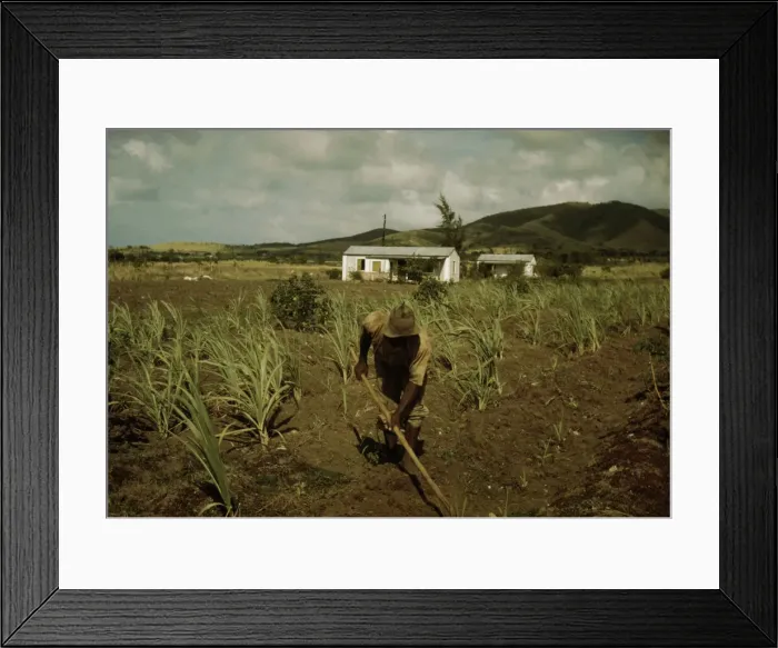 Framed Print : FSA borrower cultivating his sugar cane field, vicinity of Frederiksted, St. Croix, V. I. 1941. Creator: Jack Delano Framed Print : FSA borrower cultivating his sugar cane field, vicinity of Frederiksted, St. Croix, V. I. 1941. Creator: Jack Delano
