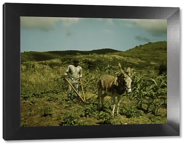 FSA borrower plowing his garden with one of the few plows used on the island, St. Croix, V. I. 1941. Creator: Jack Delano