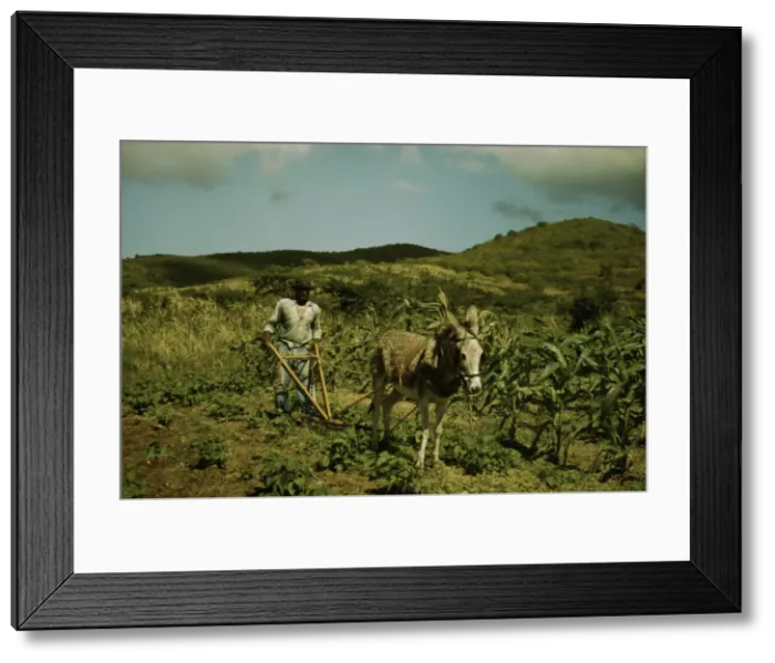 Framed Print : FSA borrower plowing his garden with one of the few plows used on the island, St. Croix, V. I. 1941. Creator: Jack Delano Framed Print : FSA borrower plowing his garden with one of the few plows used on the island, St. Croix, V. I. 1941. Creator: Jack Delano