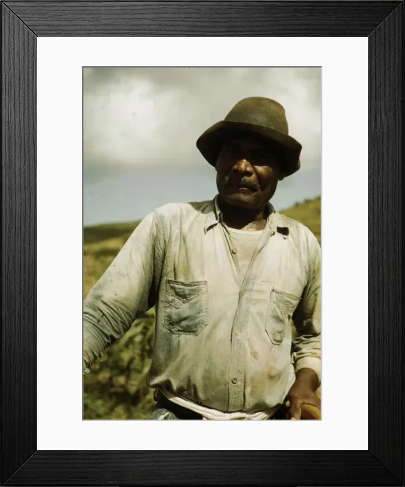 Framed Print : Farm Security Administration borrower, vicinity of Frederiksted, St. Croix, Virgin Islands, 1941. Creator: Jack Delano Framed Print : Farm Security Administration borrower, vicinity of Frederiksted, St. Croix, Virgin Islands, 1941. Creator: Jack Delano
