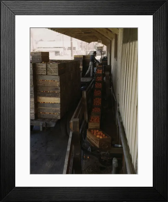 Framed Print : Growers bringing in their crop to a co-op orange packing plant, Redlands, Calif. 1943. Creator: Jack Delano Framed Print : Growers bringing in their crop to a co-op orange packing plant, Redlands, Calif. 1943. Creator: Jack Delano