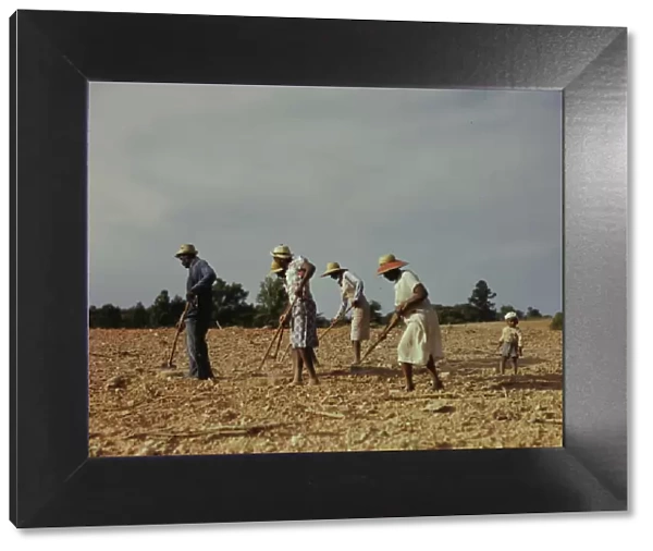 Chopping cotton on rented land near White Plains, Greene County, Ga. 1941. Creator: Jack Delano
