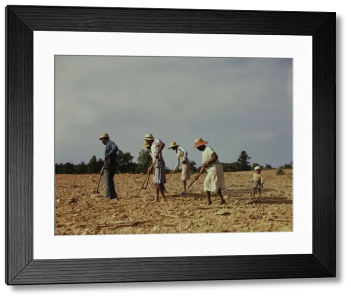 Framed Print : Chopping cotton on rented land near White Plains, Greene County, Ga. 1941. Creator: Jack Delano Framed Print : Chopping cotton on rented land near White Plains, Greene County, Ga. 1941. Creator: Jack Delano