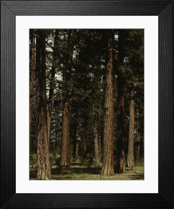Framed Print : Stand of virgin ponderosa pine, Malheur National Forest, Grant County, Oregon, 1942. Creator: Russell Lee Framed Print : Stand of virgin ponderosa pine, Malheur National Forest, Grant County, Oregon, 1942. Creator: Russell Lee