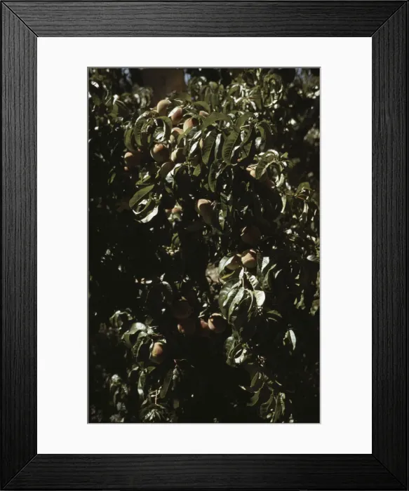 Framed Print : A branch of peaches in an orchard, Delta County, Colo. 1940. Creator: Russell Lee Framed Print : A branch of peaches in an orchard, Delta County, Colo. 1940. Creator: Russell Lee