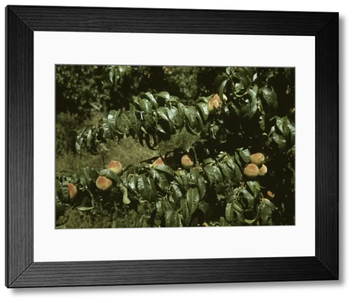 Framed Print : Peach trees in an orchard, Delta County, Colo. 1940. Creator: Russell Lee Framed Print : Peach trees in an orchard, Delta County, Colo. 1940. Creator: Russell Lee