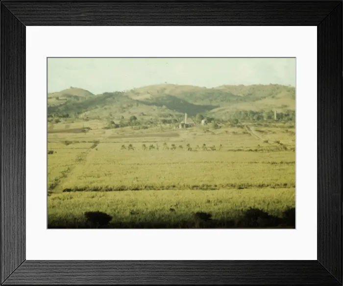Framed Print : Sugar cane fields on the north-west part of the island, St. Croix island, Virgin Islands, 1941. Creator: Jack Delano Framed Print : Sugar cane fields on the north-west part of the island, St. Croix island, Virgin Islands, 1941. Creator: Jack Delano