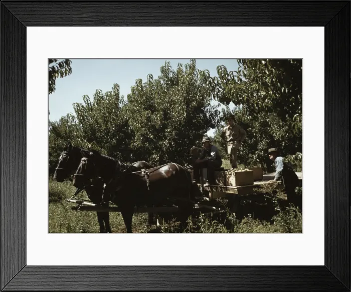 Framed Print : Crates of peaches being gathered from pickers to be hauled to... Delta County, Colo. 1940. Creator: Russell Lee Framed Print : Crates of peaches being gathered from pickers to be hauled to... Delta County, Colo. 1940. Creator: Russell Lee