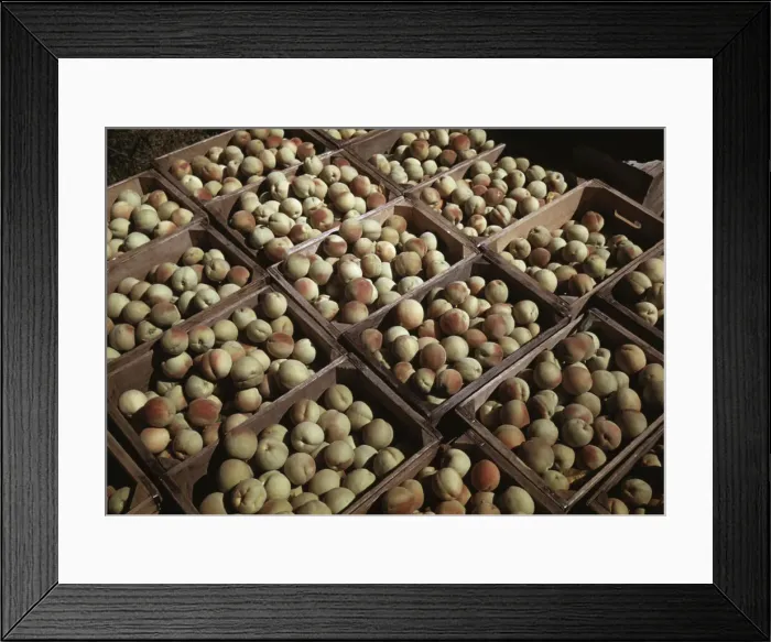 Framed Print : Crates of peaches in the orchard, Delta County, Colo. 1940. Creator: Russell Lee Framed Print : Crates of peaches in the orchard, Delta County, Colo. 1940. Creator: Russell Lee