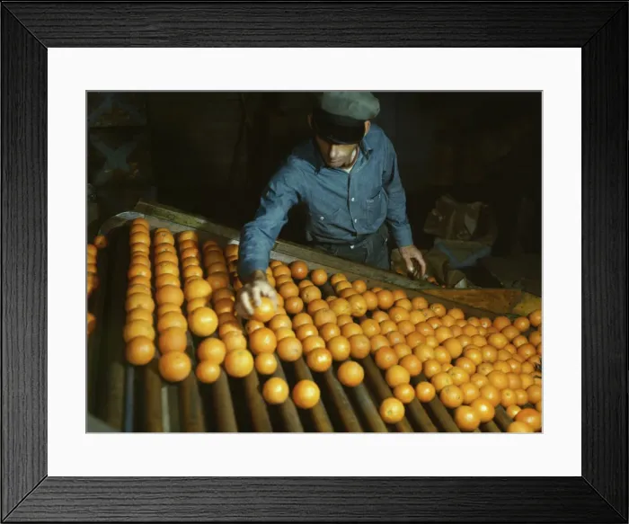 Framed Print : Co-op orange packing plant, Redlands, Calif. 1943. Creator: Jack Delano Framed Print : Co-op orange packing plant, Redlands, Calif. 1943. Creator: Jack Delano