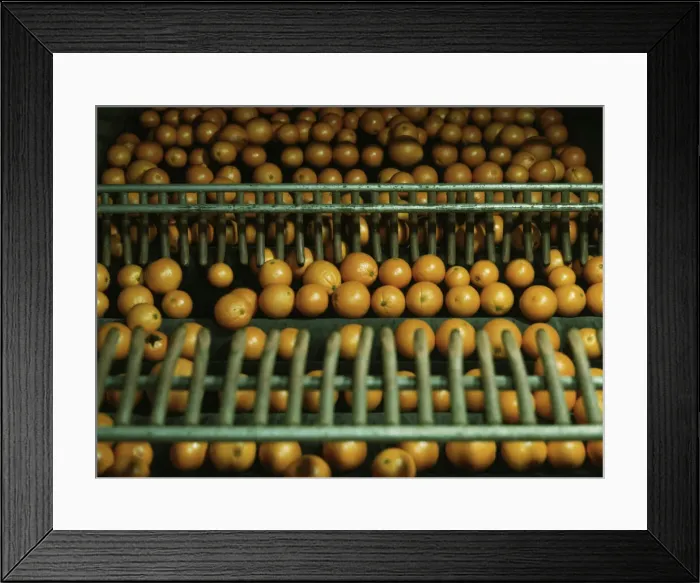 Framed Print : Drying oranges at a co-op orange packing plant, Redlands, Calif. 1943. Creator: Jack Delano Framed Print : Drying oranges at a co-op orange packing plant, Redlands, Calif. 1943. Creator: Jack Delano