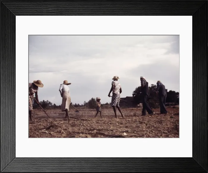 Framed Print : Chopping cotton on rented land near White Plains, Greene County, Ga. 1941. Creator: Jack Delano Framed Print : Chopping cotton on rented land near White Plains, Greene County, Ga. 1941. Creator: Jack Delano