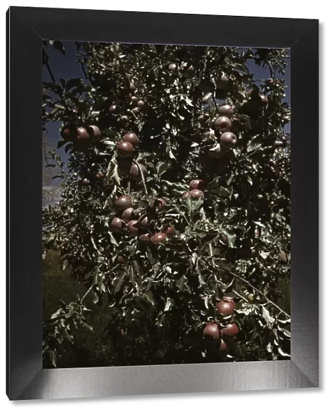 Peaches [i. e. apples] on a tree, orchard in Delta County, Colo. 1940. Creator: Russell Lee
