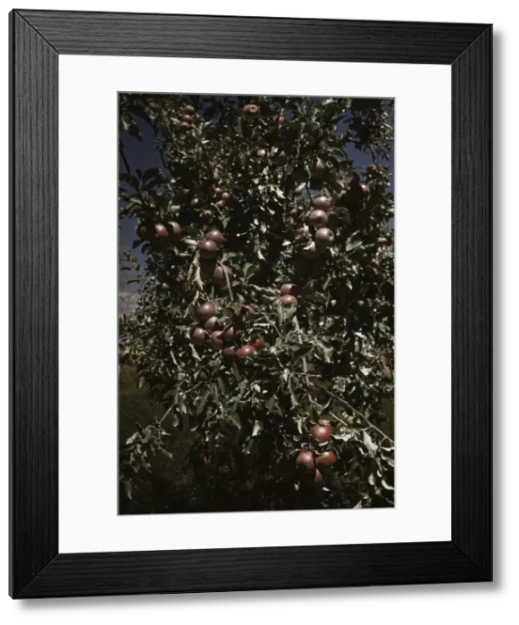 Framed Print : Peaches [i. e. apples] on a tree, orchard in Delta County, Colo. 1940. Creator: Russell Lee