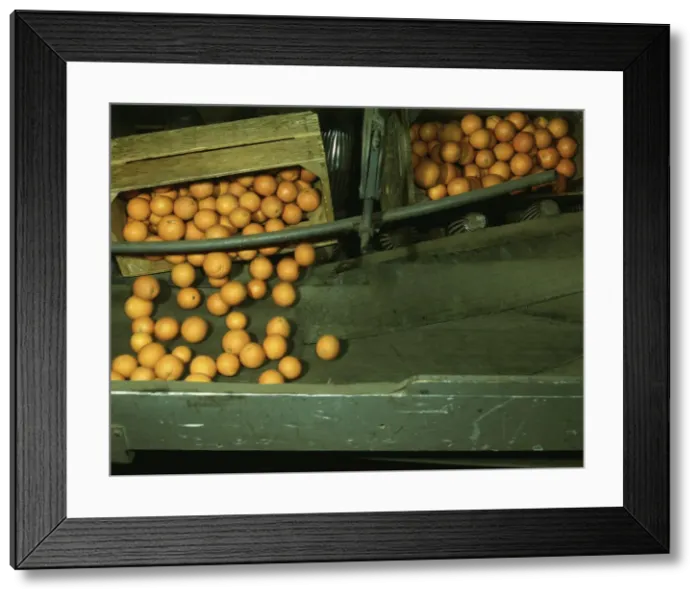 Framed Print : Automatic dumper at the co-op orange packing plant, Redlands, Calif. 1943. Creator: Jack Delano Framed Print : Automatic dumper at the co-op orange packing plant, Redlands, Calif. 1943. Creator: Jack Delano
