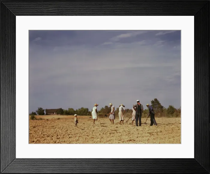 Framed Print : Chopping cotton on rented land near White Plains, Greene County, Ga. 1941. Creator: Jack Delano Framed Print : Chopping cotton on rented land near White Plains, Greene County, Ga. 1941. Creator: Jack Delano