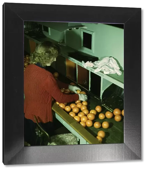 Grading oranges at a co-op orange packing plant, Redlands, Calif. 1943. Creator: Jack Delano
