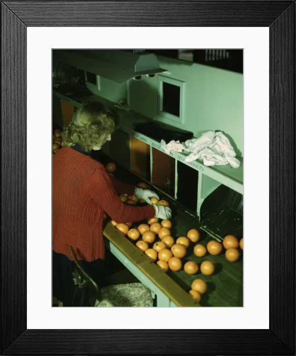 Framed Print : Grading oranges at a co-op orange packing plant, Redlands, Calif. 1943. Creator: Jack Delano Framed Print : Grading oranges at a co-op orange packing plant, Redlands, Calif. 1943. Creator: Jack Delano
