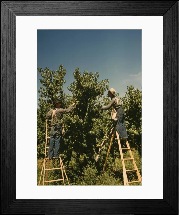 Framed Print : Pickers in a peach orchard, Delta County, Colo. 1940. Creator: Russell Lee Framed Print : Pickers in a peach orchard, Delta County, Colo. 1940. Creator: Russell Lee