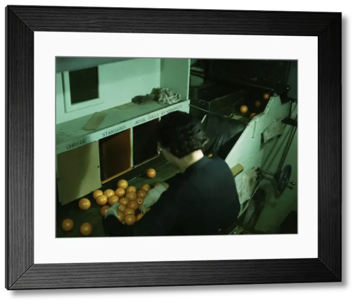 Framed Print : Grading oranges at a co-op orange packing plant, Redlands, Calif. 1943. Creator: Jack Delano Framed Print : Grading oranges at a co-op orange packing plant, Redlands, Calif. 1943. Creator: Jack Delano