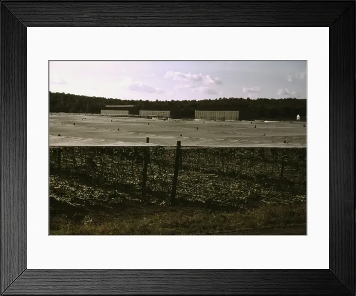 Framed Print : Cheesecloth covering used in growing shade grown tobacco, Suffield, Conn. 1940. Creator: Jack Delano Framed Print : Cheesecloth covering used in growing shade grown tobacco, Suffield, Conn. 1940. Creator: Jack Delano