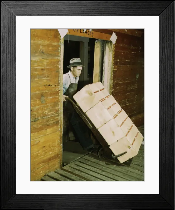 Framed Print : Loading oranges into refrigerator car at a co-op orange packing plant, 1943. Creator: Jack Delano Framed Print : Loading oranges into refrigerator car at a co-op orange packing plant, 1943. Creator: Jack Delano